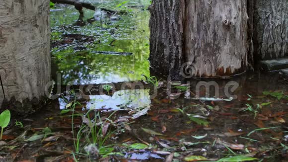 沼泽中的树干和充满水蛭的水视频的预览图