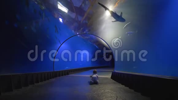 好奇的小男孩在水族馆隧道里爬行看着水下世界视频的预览图