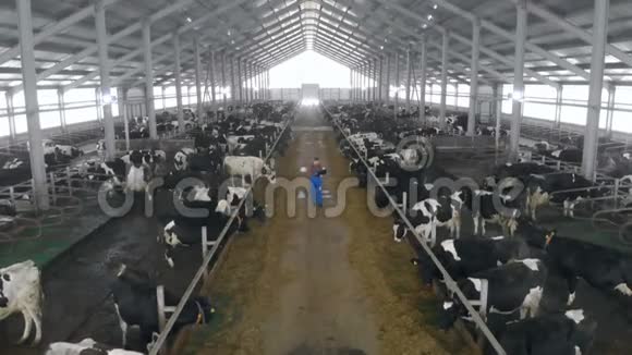 男人检查奶牛用笔记本电脑工作关闭视频的预览图