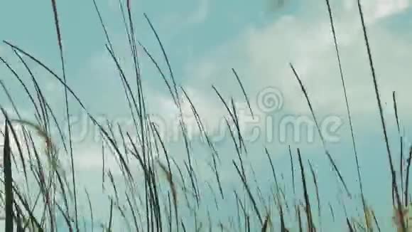高清镜头的焦点和模糊的白色使命草流动的强风视频的预览图