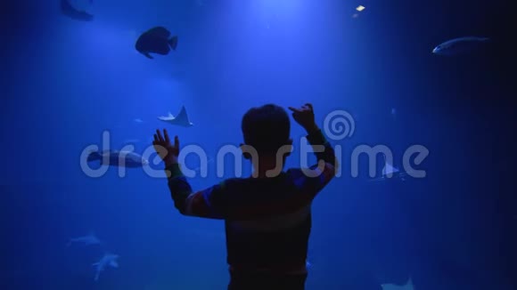 动物园里的海底世界小男孩羡慕地看着生态鱼类在蓝色的巨大水族馆里游泳视频的预览图