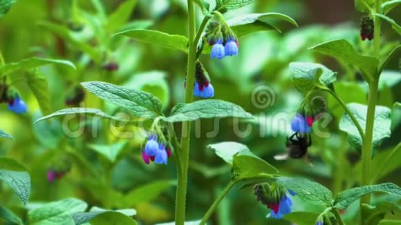 一只大黄蜂飞进来坐在蓝色的花朵上视频的预览图