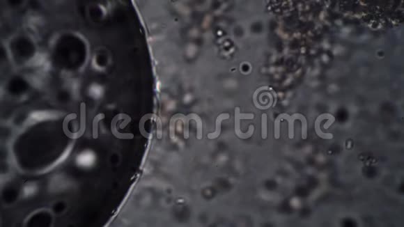 显微镜对细菌和细菌的聚焦视频的预览图