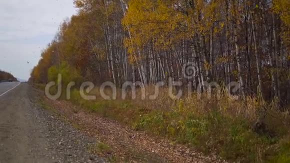 一对父子在路边慢行的照片附近有一片秋天的森林还有许多黄叶视频的预览图