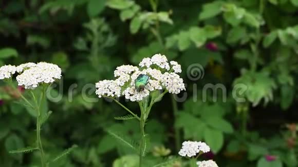 绿草地上的白花上的甲虫视频的预览图