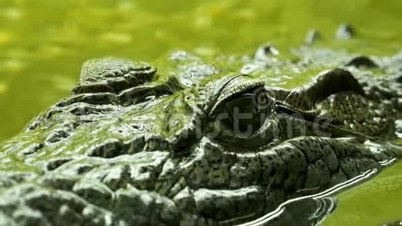 鳄鱼眼在水下特写爬行动物捕食者等着它的受害者视频的预览图