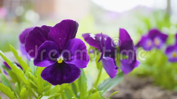 紫罗兰色的三色堇花视频的预览图