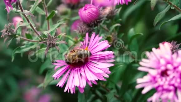 靠近一只蜜蜂采集花蜜花粉视频的预览图
