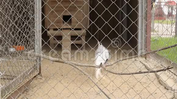 美丽的野鸡在动物园的笼子里散步背景视频的预览图