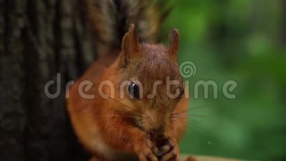 慢动作红松鼠坐在树旁吃着种子的特写镜头视频的预览图