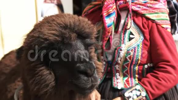 秘鲁库斯科的女人和骆驼视频的预览图