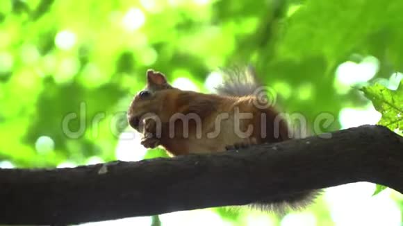 可爱的红松鼠在公园里吃种子绿泉森林背景视频的预览图