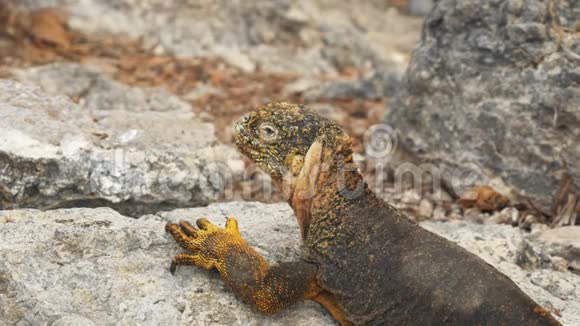 在加拉帕戈斯群岛南部广场上的一个陆地鬣蜥的高角视频的预览图