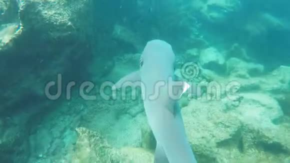 在加拉帕戈斯群岛上一名浮潜者跟随着一条白鳍鲨视频的预览图