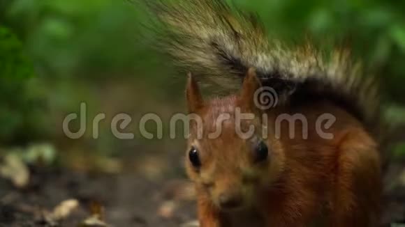 慢动作红松鼠看着镜头然后找到坚果开始吃它视频的预览图