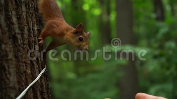 美丽的红松鼠在树上嗅着森林里女孩的手中的坚果视频的预览图