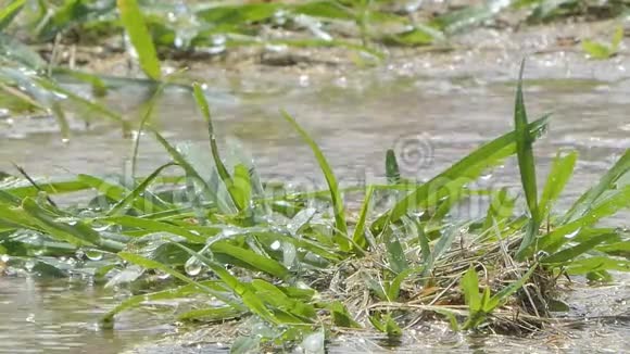 雨天草地上的水滴视频的预览图