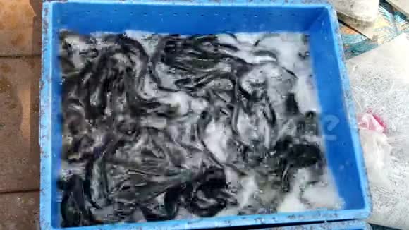 活鲶鱼在蓝色小贩的垃圾箱里蠕动出售视频的预览图