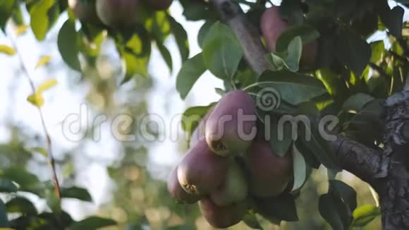日落时分果园里一棵树上挂着一束多汁的成熟梨果视频的预览图