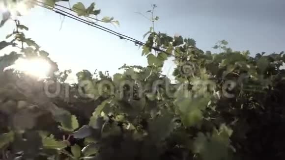 在一家酒庄的家庭种植园里种植的白葡萄视频的预览图