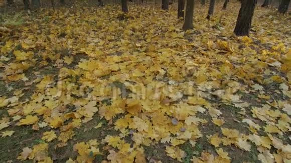 穿过秋天森林的女人视频的预览图