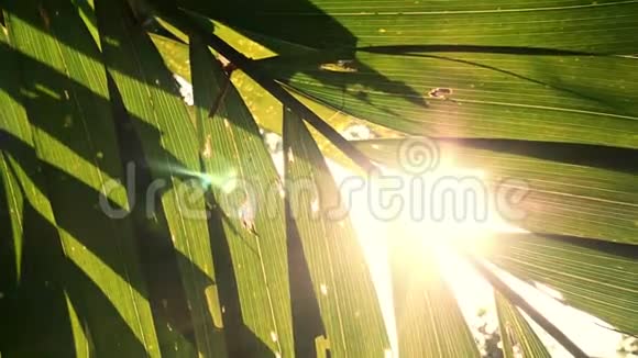 阳光透过绿叶棕榈树闪闪发光复古视频的预览图