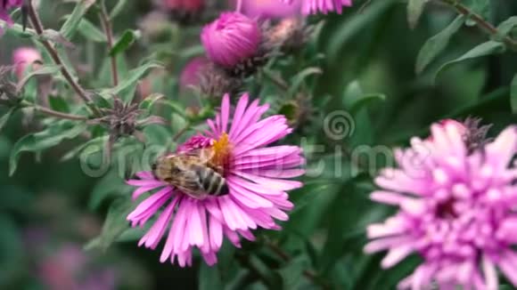 蜜蜂采集花蜜和花粉视频的预览图