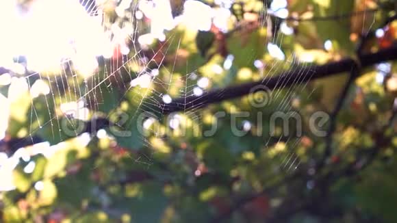 蜘蛛网在风中编织视频的预览图