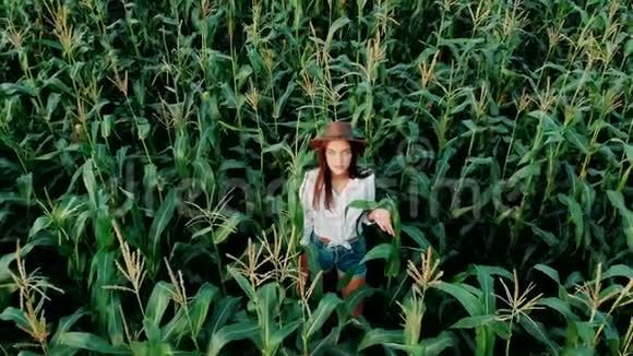 戴着帽子的年轻农民女孩在一片玉米地上在阳光下穿过高大的玉米秸秆航拍培养视频的预览图
