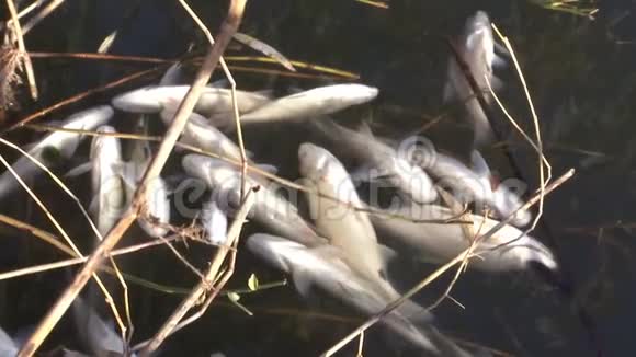 烂水死鱼污染河流视频的预览图