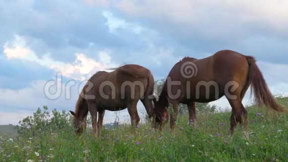 一匹马在青山牧场上喀尔巴阡山上野花在夕阳下映衬着蓝天视频的预览图