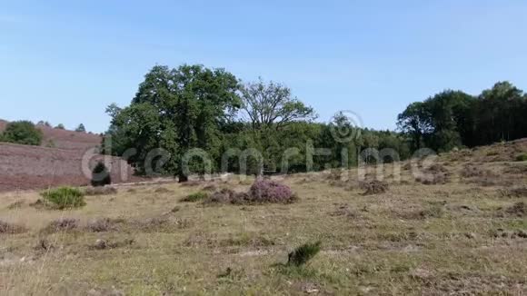 4k空中无人机视频飞行通过树非常接近国家公园的树枝维卢韦与开花的希思拉视频的预览图