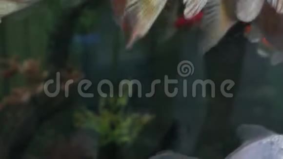 鲤鱼锦鲤多彩鱼幸福视频的预览图