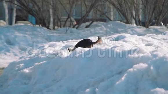 小狗在春天跑过雪堆视频的预览图
