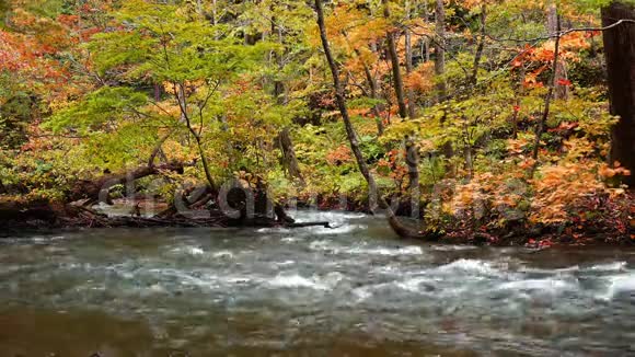 秋天美丽的森林里流淌着晶莹剔透的鹅绒山溪和五颜六色的落叶视频的预览图