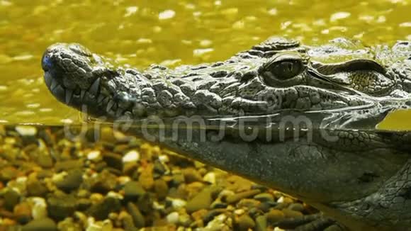 鳄鱼在水下头伸出水面鳄鱼等待它的受害者视频的预览图