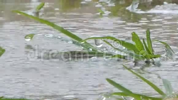雨天草地上的水滴视频的预览图
