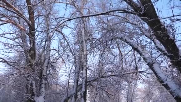 公园里冬天霜冻树木和树枝在雪地里迎着蓝天美丽的圣诞冬林白色视频的预览图