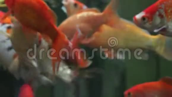 鲤鱼锦鲤多色鱼幸福视频的预览图