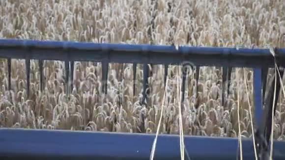 小麦组合纺切穗刀的详细视图收割机在田间工作采集成熟作物视频的预览图