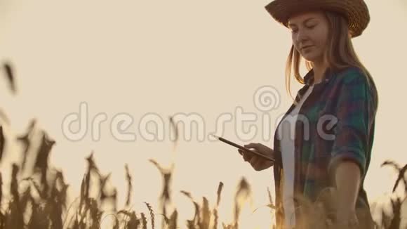 一个手里拿着平板电脑的农民女孩检查黑麦的耳朵并将数据输入平板电脑视频的预览图