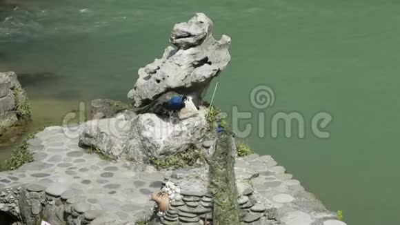 孔雀坐在石头上孔雀用绳子绑在石头上游客用孔雀拍照视频的预览图