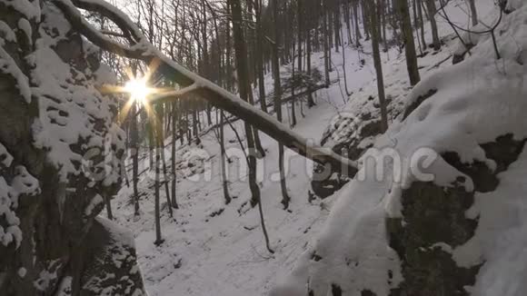 冬天森林里的最后一个太阳视频的预览图