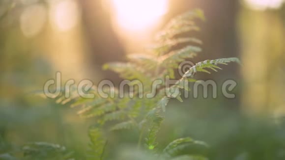 神秘的森林景观在黑暗的森林中被阳光照亮的蕨类植物视频的预览图