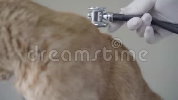 兽医医生用听诊器闭上戴手套的手倾听姜猫呼吸动物视频的预览图