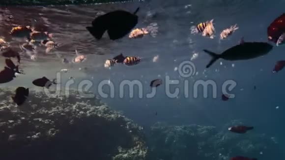 珊瑚礁背景上美丽的红黄蓝鱼太阳光线穿过水面视频的预览图