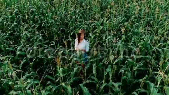 戴着帽子的年轻农民女孩在玉米地上的空中拍摄在阳光下穿过高大的玉米秸秆培养视频的预览图