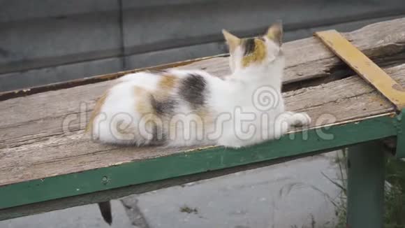 可爱的小猫在木凳上视频的预览图