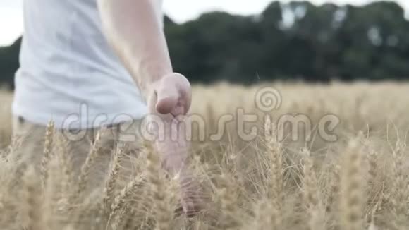一个人手牵着金色的麦穗视频的预览图