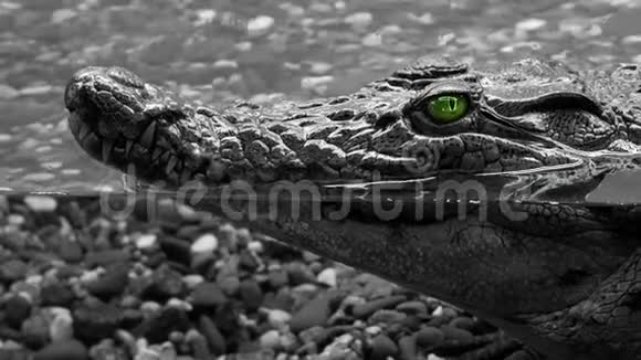 鳄鱼在水下头上有绿色的眼睛伸出水面鳄鱼等待它的受害者视频的预览图